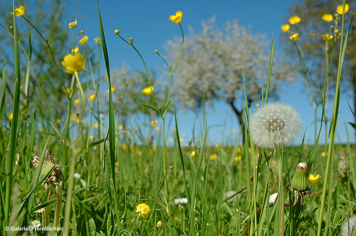 Frühling