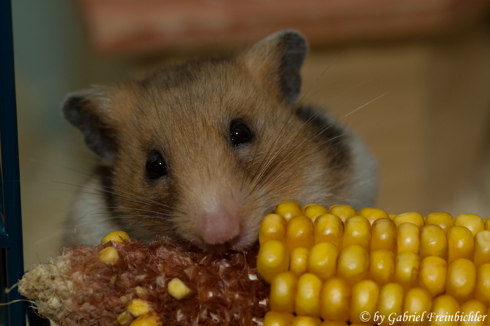 Goldhamster