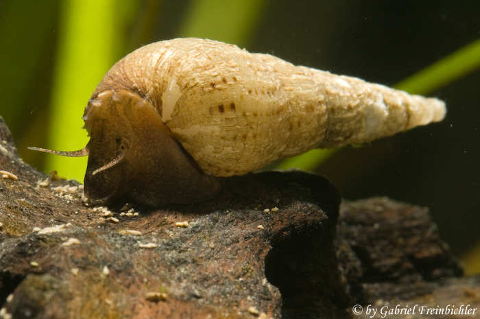 Turmdeckelschnecke