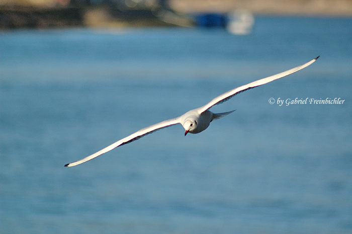 Möwe im Segelflug